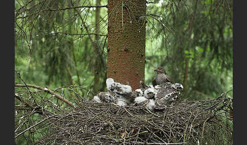 Sperber (Accipiter nisus)