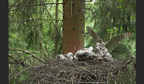 Sperber (Accipiter nisus)