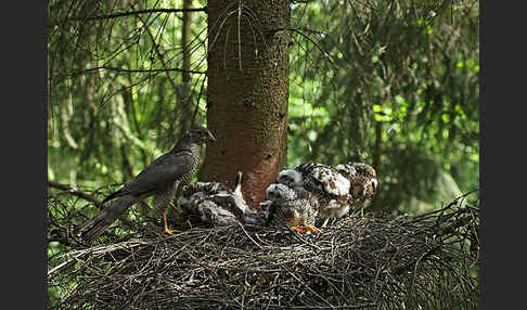 Sperber (Accipiter nisus)