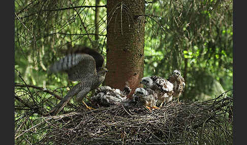 Sperber (Accipiter nisus)