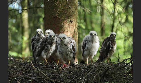 Sperber (Accipiter nisus)