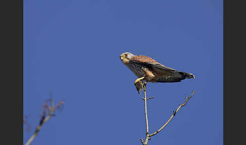 Turmfalke (Falco tinnunculus)