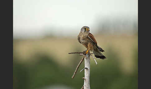 Turmfalke (Falco tinnunculus)