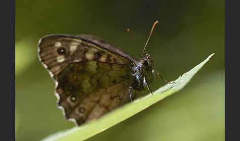 Waldbrettspiel (Pararge aegeria)