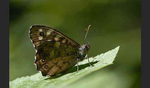 Waldbrettspiel (Pararge aegeria)