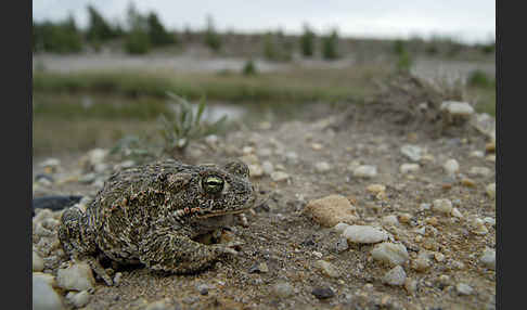 Kreuzkröte (Bufo calamita)