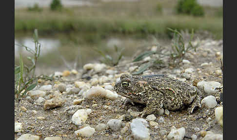 Kreuzkröte (Bufo calamita)