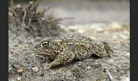 Kreuzkröte (Bufo calamita)