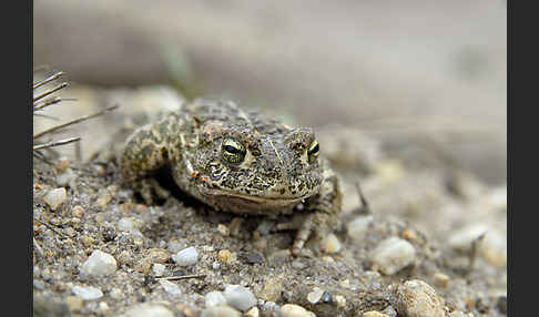 Kreuzkröte (Bufo calamita)