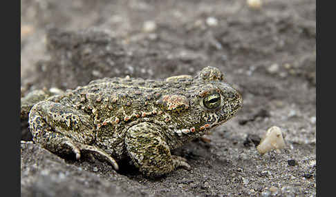 Kreuzkröte (Bufo calamita)