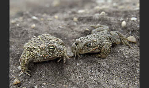 Kreuzkröte (Bufo calamita)