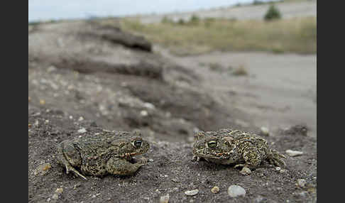 Kreuzkröte (Bufo calamita)