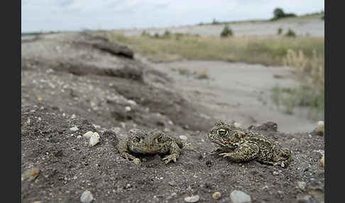 Kreuzkröte (Bufo calamita)