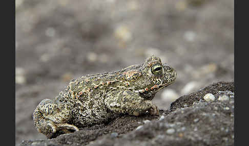 Kreuzkröte (Bufo calamita)