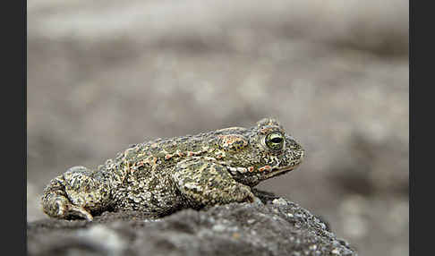 Kreuzkröte (Bufo calamita)