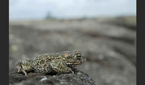 Kreuzkröte (Bufo calamita)