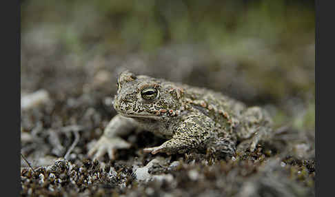 Kreuzkröte (Bufo calamita)