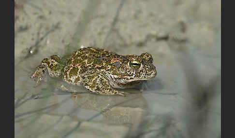 Kreuzkröte (Bufo calamita)