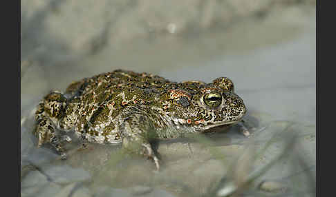 Kreuzkröte (Bufo calamita)