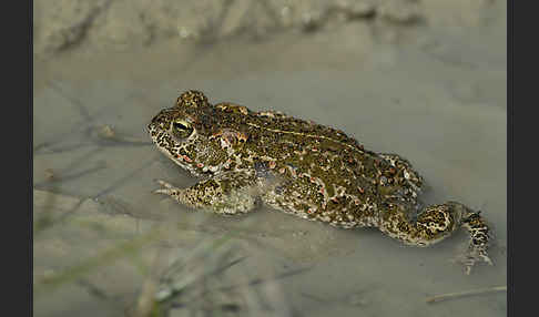 Kreuzkröte (Bufo calamita)