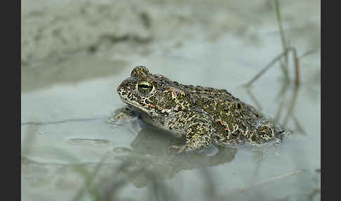 Kreuzkröte (Bufo calamita)