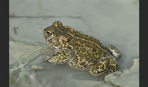 Kreuzkröte (Bufo calamita)