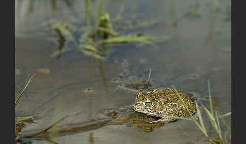 Kreuzkröte (Bufo calamita)