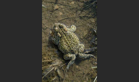 Kreuzkröte (Bufo calamita)