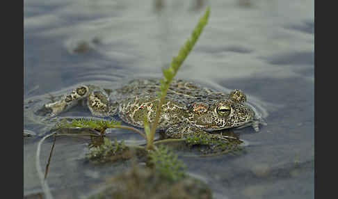 Kreuzkröte (Bufo calamita)