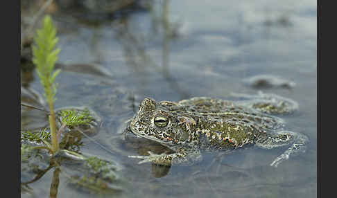 Kreuzkröte (Bufo calamita)