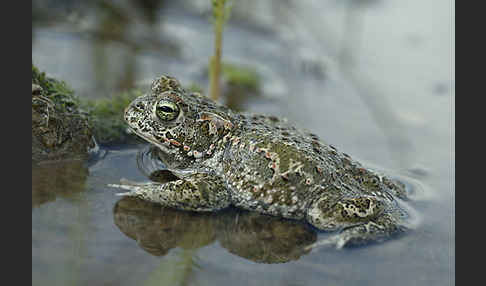 Kreuzkröte (Bufo calamita)