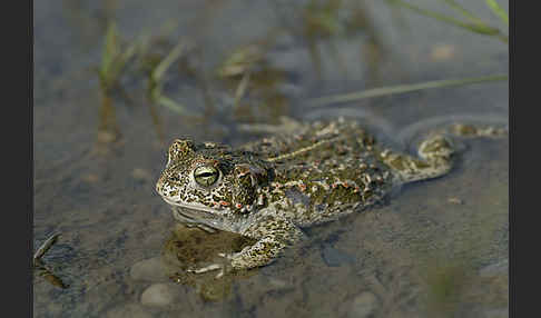 Kreuzkröte (Bufo calamita)