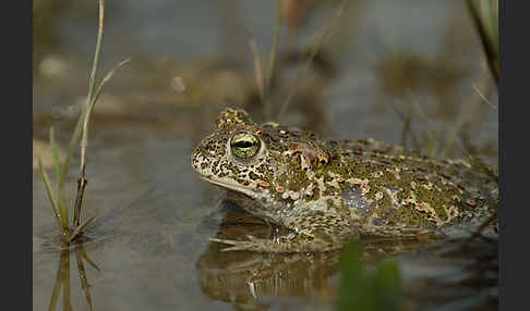 Kreuzkröte (Bufo calamita)