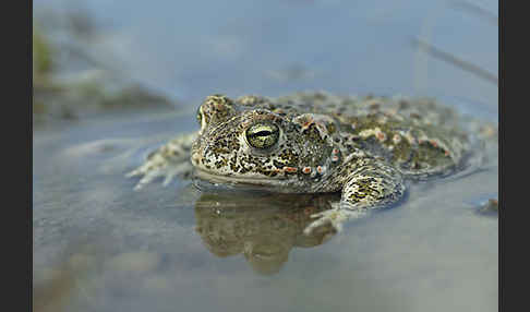 Kreuzkröte (Bufo calamita)