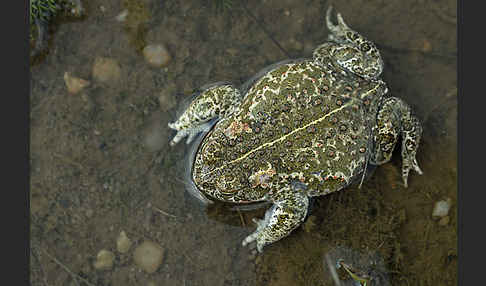 Kreuzkröte (Bufo calamita)