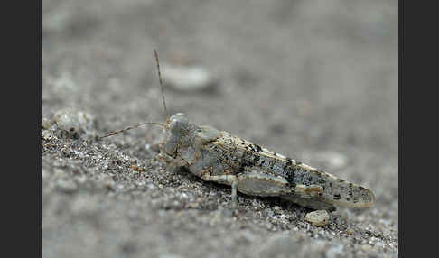 Blauflügelige Sandschrecke (Sphingonotus caerulans)