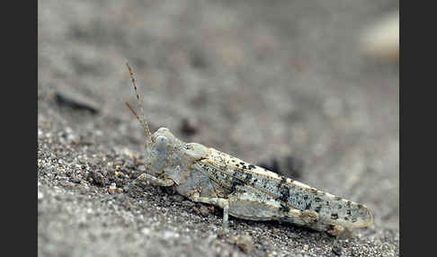 Blauflügelige Sandschrecke (Sphingonotus caerulans)