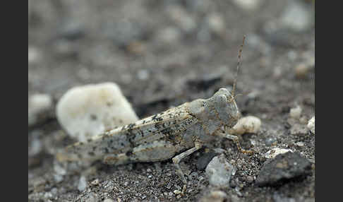 Blauflügelige Sandschrecke (Sphingonotus caerulans)