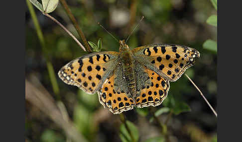 Kleiner Perlmutterfalter (Issoria lathonia)