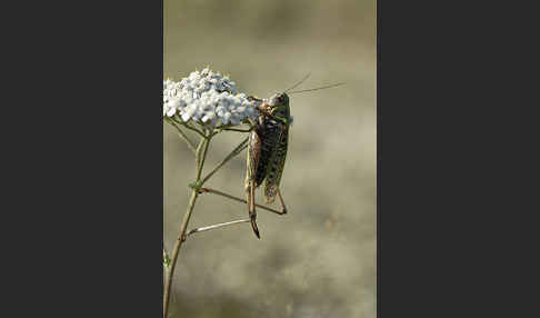 Warzenbeißer (Decticus verrucivorus)