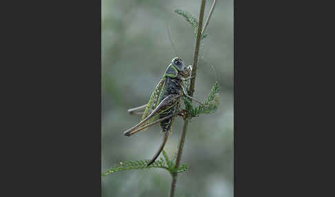 Warzenbeißer (Decticus verrucivorus)