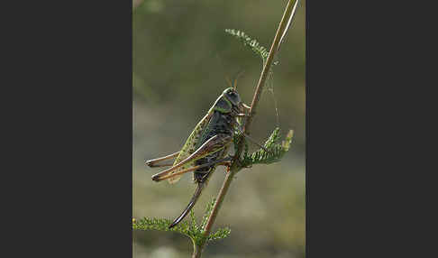 Warzenbeißer (Decticus verrucivorus)