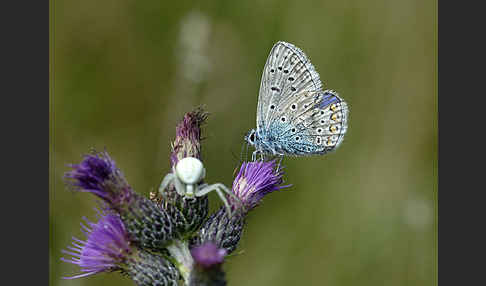 Gemeiner Bläuling (Polyommatus icarus)