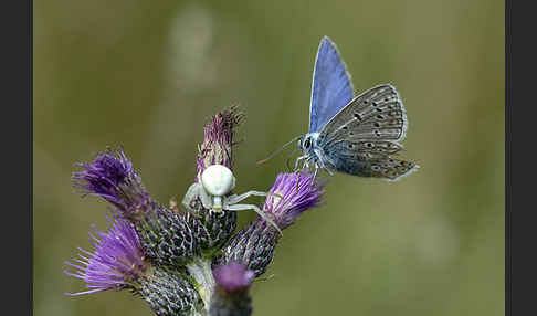 Gemeiner Bläuling (Polyommatus icarus)