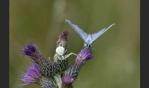 Gemeiner Bläuling (Polyommatus icarus)