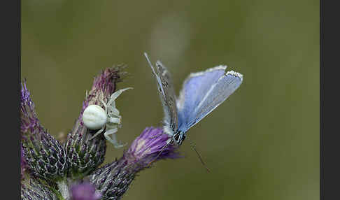 Gemeiner Bläuling (Polyommatus icarus)