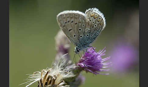 Gemeiner Bläuling (Polyommatus icarus)