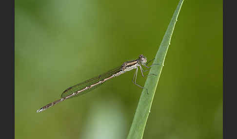 Gemeine Winterlibelle (Sympecma fusca)