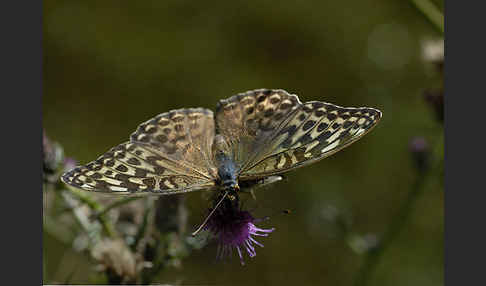 Kaisermantel (Argynnis paphia)