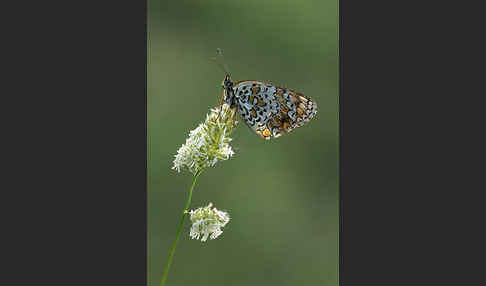 Flockenblumen-Scheckenfalter (Melitaea phoebe)